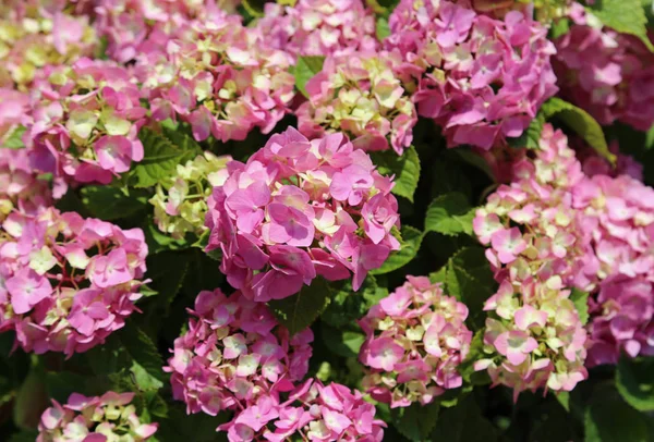 Purple Hydrangea Flower Blossomed City Park Early Spring — Stock Photo, Image