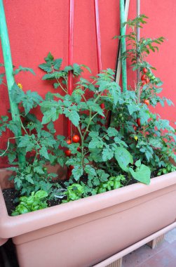 Yemyeşil kırmızı domates bitki ve bazı fesleğen bitkiler kentsel sebze bahçesi büyük tencerede