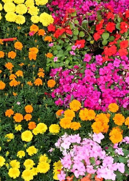 renkli çiçek arka plan bahar bahçe bir dükkanda çiçek açmış