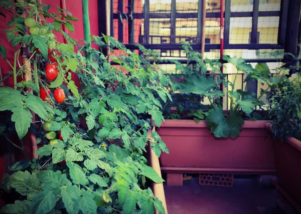 Udržitelné Ekonomických Pěstování Rajčat Květináčích Balkon Domu Městě Efektem Starožitné — Stock fotografie