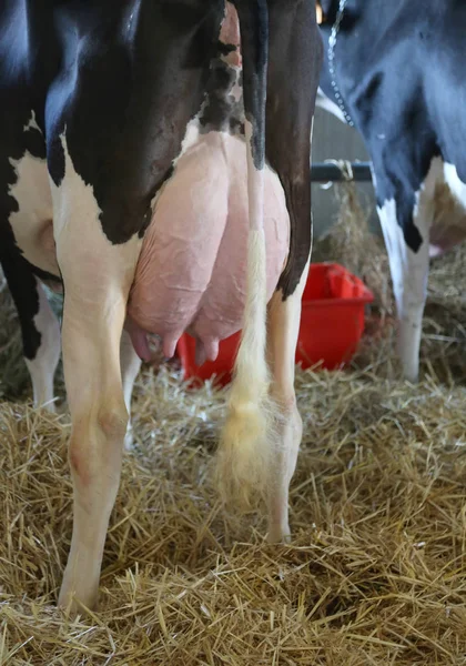 white and black cow with milk-swollen breasts ready to be milked in a farm barn
