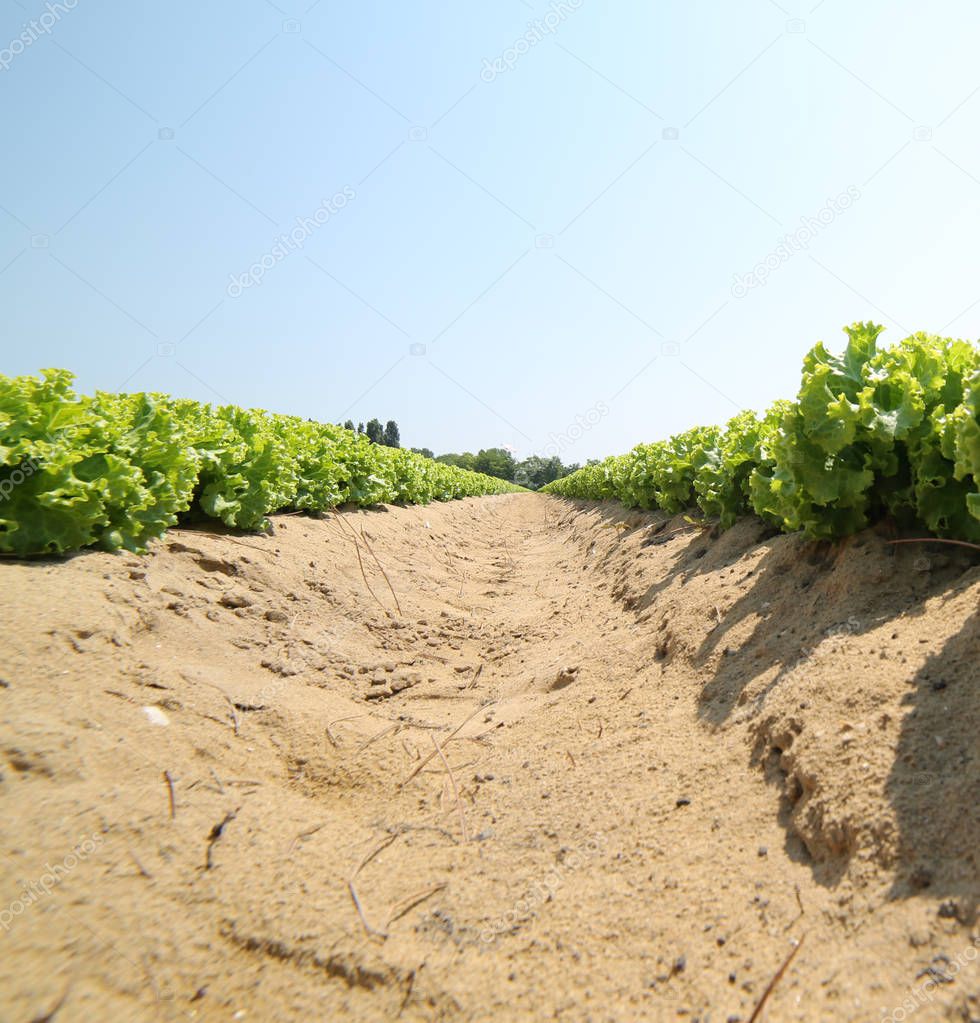 Wide field of green lettuce with sandy soil photographed from below