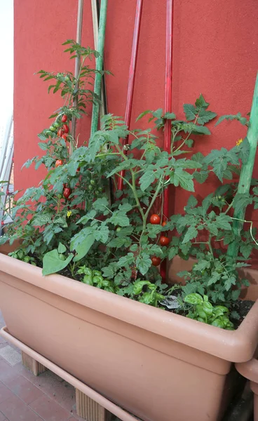 Bujny Czerwone Pomidory Roślin Niektórych Roślinach Bazylia Doniczce Miejski Ogród — Zdjęcie stockowe