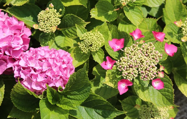 Roze Hortensia Bloem Bloei Het Voorjaar Een Park — Stockfoto