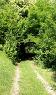 sonsuz yolunu yeşil ve yoğun orman içinden geçirir