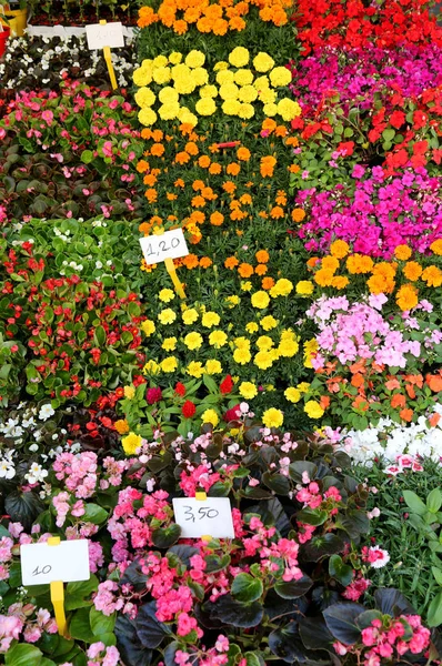 Fleuriste Boutique Avec Beaucoup Fleurs Pot Avec Prix — Photo