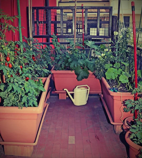 Muchos Jarrones Con Plantas Tomate Una Regadera Amarilla Terraza Del —  Fotos de Stock