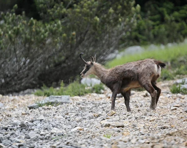 Una Gamuza Con Pequeños Cuernos Las Montañas Verano —  Fotos de Stock