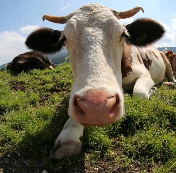 Vaca Con Cuernos Con Gran Bozal Largo —  Fotos de Stock