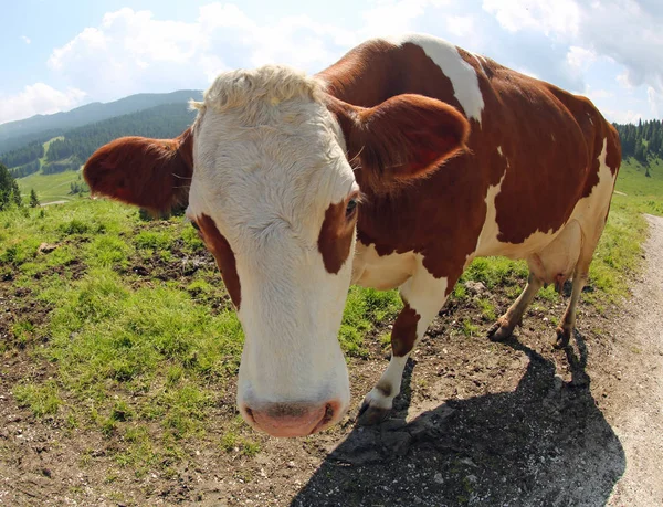 Big Brown White Cow Mountain Photographer Fish Eye Lens — Stock Photo, Image