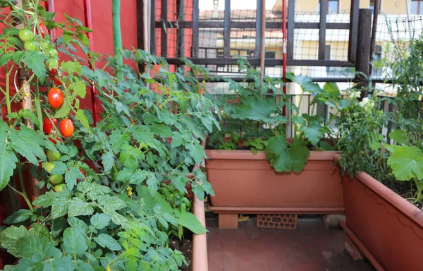 Cultivo Tomates Cereja Nos Grandes Vasos Terraço Casa Cidade — Fotografia de Stock