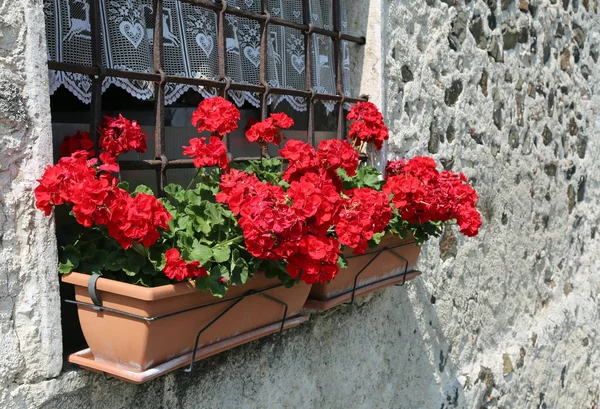 Två Vaser Röda Pelargoner Balkongen Ett Stenhus — Stockfoto