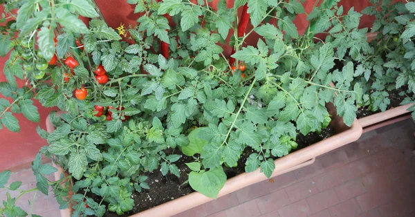 Gran Jarrón Terraza Del Apartamento Con Tomates Hojas Albahaca —  Fotos de Stock