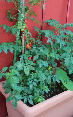 Terasta dışında bir tencerede yetişen bir bitki kırmızı olgun domates