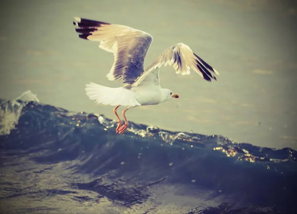 Gaviota Vuela Libre Sobre Agua Del Océano —  Fotos de Stock