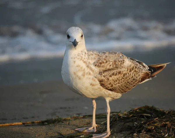 Große Möwe Strand Sommer — Stockfoto