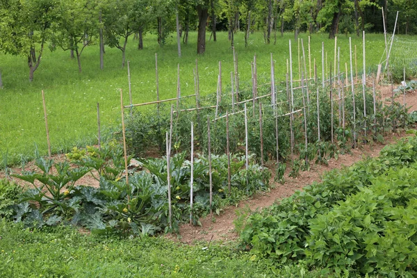 Huerta Con Varias Verduras Algunos Árboles Frutales — Foto de Stock