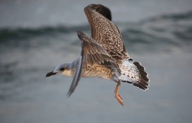 gri ve beyaz tüylü martı kaba deniz uçar