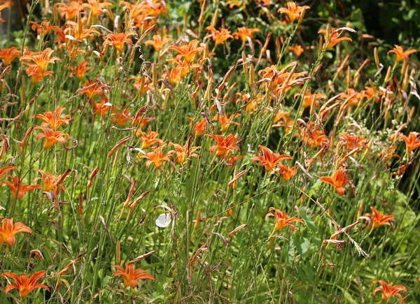 Wiese Mit Vielen Orangenlilien Die Frühling Blühen — Stockfoto