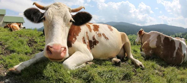 Vacas Blancas Marrones Las Montañas Prado — Foto de Stock