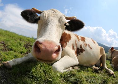 yaz yaz dağlarında inek