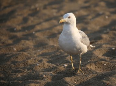 Yazın kumsalda yalnız bir martı.