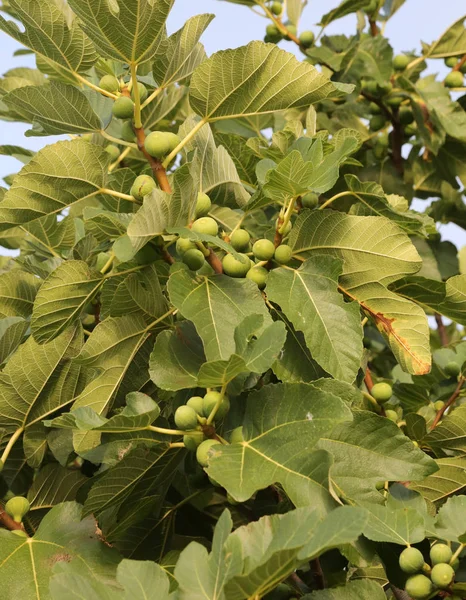 Fico Con Foglie Verdi Frutti Giardino — Foto Stock