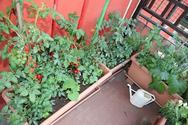 Large terrace with tomato plants grown inside the pots