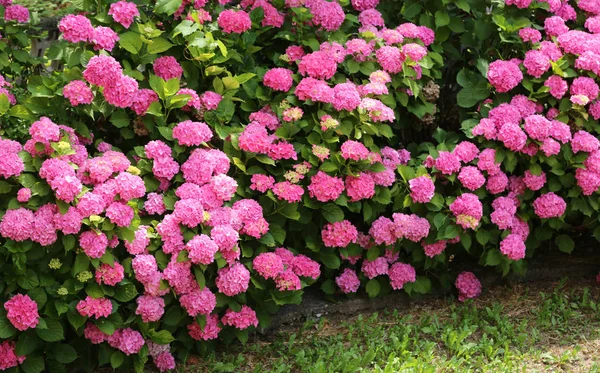 Bloemperken Hortensia Met Roze Bloemen Een Openbaar Park — Stockfoto