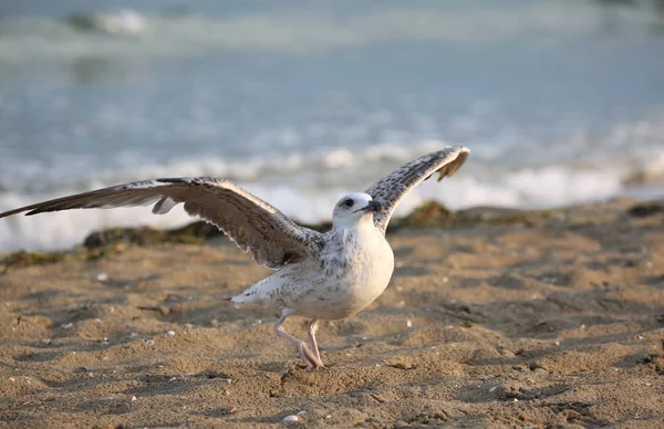 Geïsoleerde Zeemeeuw Het Strand Zomer Met Geopende Vleugels — Stockfoto