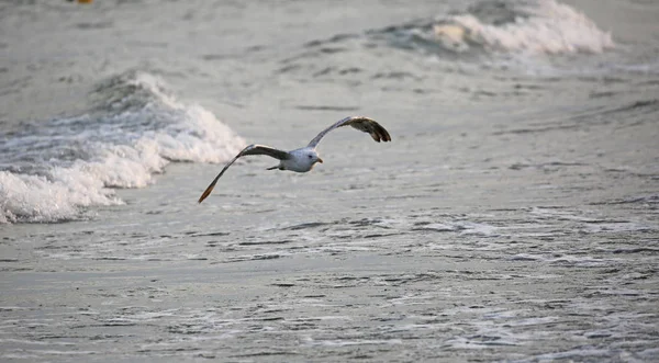 Grote Meeuw Vliegt Gratis Het Water Van Oceaan — Stockfoto