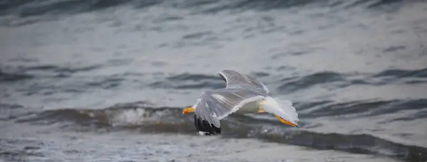 Zeemeeuw Met Witte Grijze Vleugels Vliegt Ruwe Zee — Stockfoto