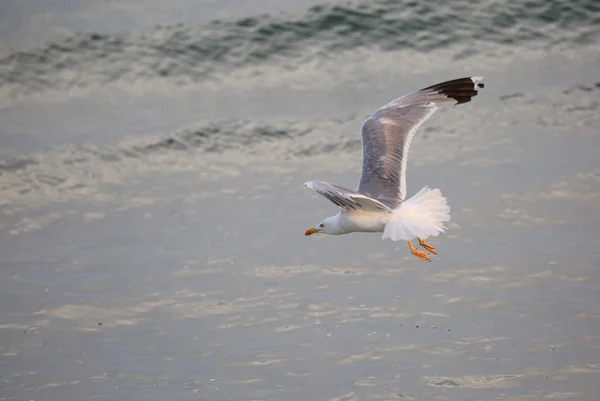 Duża Mewa Całego Skrzydła Much Free Nad Woda Ocean — Zdjęcie stockowe