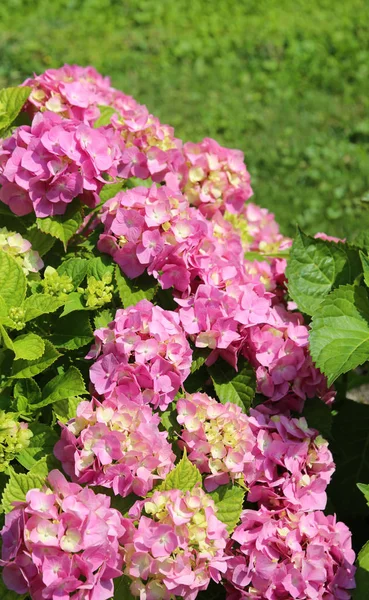 Roze Hydrangea Bloemen Tot Bloei Het Voorjaar Tuin Van Een — Stockfoto