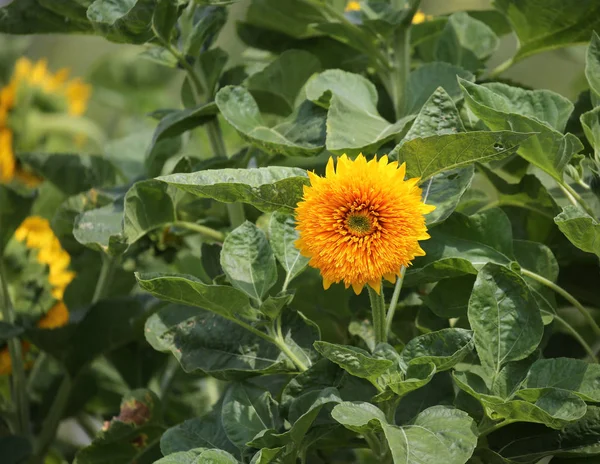 Gran Flor Sol Amarillo Hojas Verdes Verano — Foto de Stock