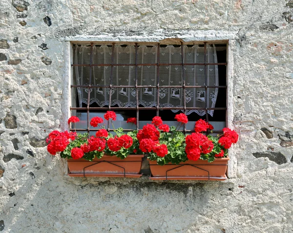 Kırmızı Sardunyalar Dağlarda Taş Evin Balkonunda Vazo — Stok fotoğraf