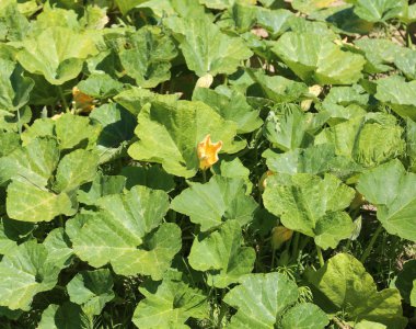 Yaz aylarında kabak çiçeği büyük çiftlik çiçek