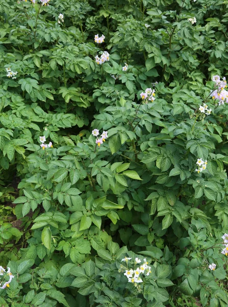 Bakgrund Potatis Växt Med Blomman Blommat Sommar — Stockfoto