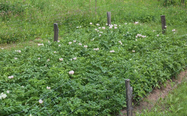 Vegetable Garden Cultivation Potato Plant Flower Blossomed Mountainous Area — Stock Photo, Image