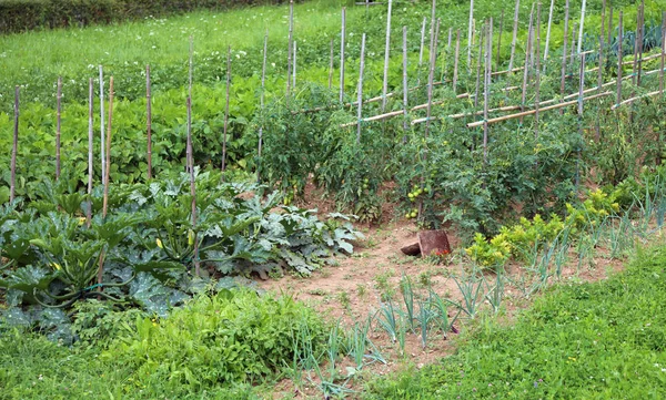 Köksträdgård Med Tomat Och Zucchini Odling Sommar — Stockfoto