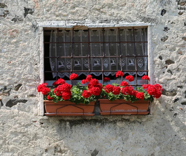 Deux Pots Plastique Géraniums Rouges Sur Balcon Une Maison Pierre — Photo