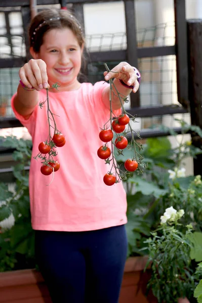 Красивая Маленькая Девочка Показывает Урожай Помидоров — стоковое фото