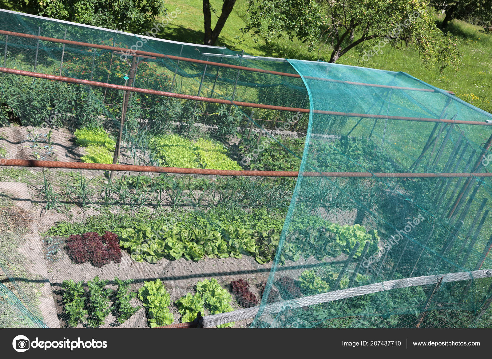 Wide Vegetable Garden Lettuce Radicchio Hail Protection ...