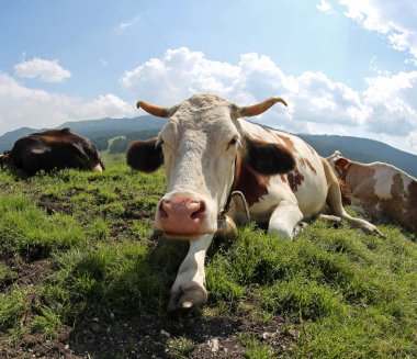 Yaz aylarında meadown içinde boynuz ile büyük inek