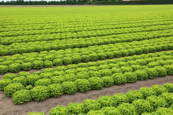 砂質の土壌水の排水を容易にするとフィールドで緑のレタスの集中的な耕作 — ストック写真