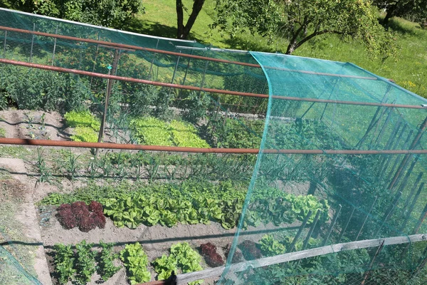 レタスとあられの保護ネットとラディッキオの広い菜園 — ストック写真