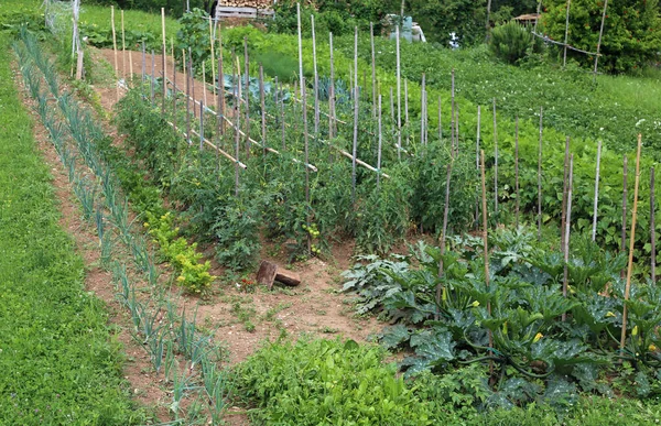 Stor Köksträdgård Med Tomat Och Zucchini Odling Sommar — Stockfoto