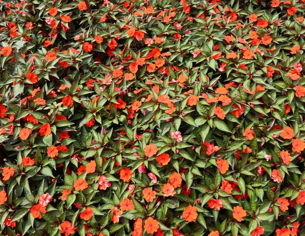 Background Red Flowers Called Impatiens Walleriana Nuova Guinea Italian Language — Stock Photo, Image