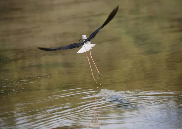 Black Winged Stilt Bird Flying Big Wings Pond — Stock Photo, Image