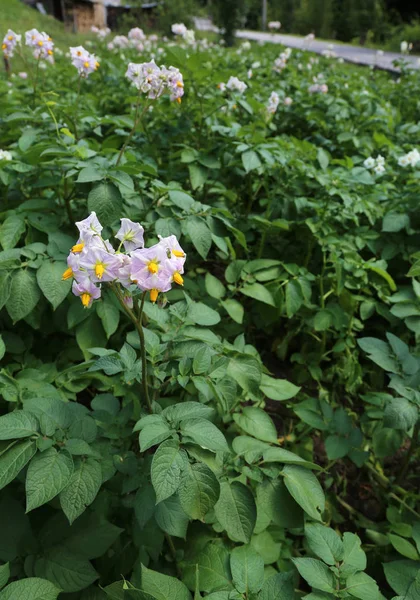 Flower Potato Plant Large Cultivation Mountains Use Chemical Pesticides — Stock Photo, Image